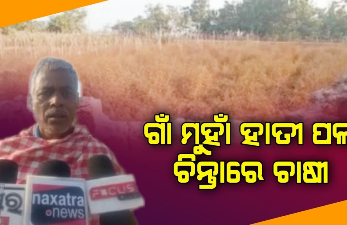 ଗାଁ ମୁହାଁ ହାତୀ ପଲ ଚିନ୍ତାରେ ଚାଷୀ ||