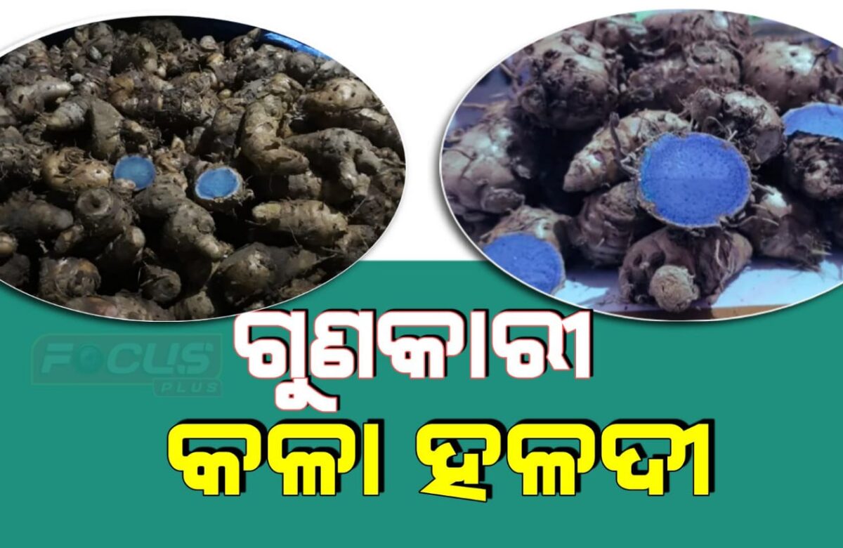 ଜାଣନ୍ତୁ କଳା ହଳଦୀର ଔଷଧୀୟ ଗୁଣ ||