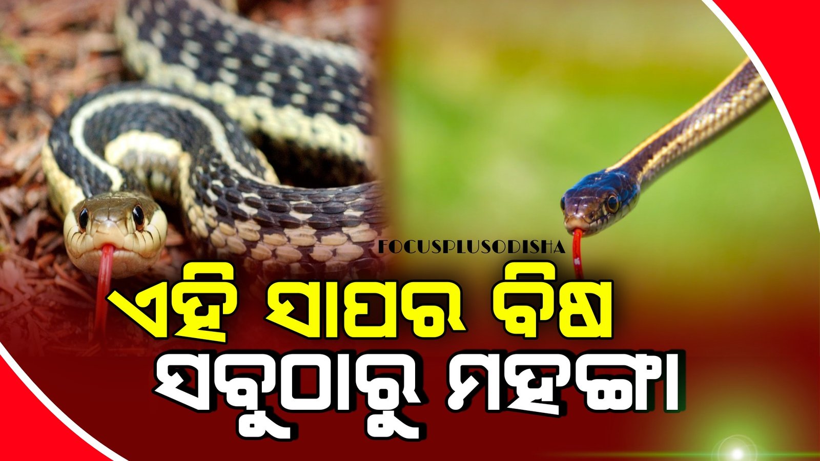 ଏହି ସାପର ବିଷ ସବୁଠାରୁ ମହଙ୍ଗା… ବିଦେଶରେ ହୋଇଯାଏ ୨ ଗୁଣା ଦାମ