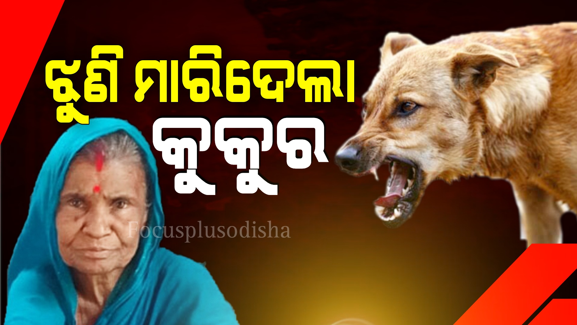 ବୃଦ୍ଧାଙ୍କୁ ଝୁଣି ମାରିଦେଲା ପାଗଳ କୁକୁର।