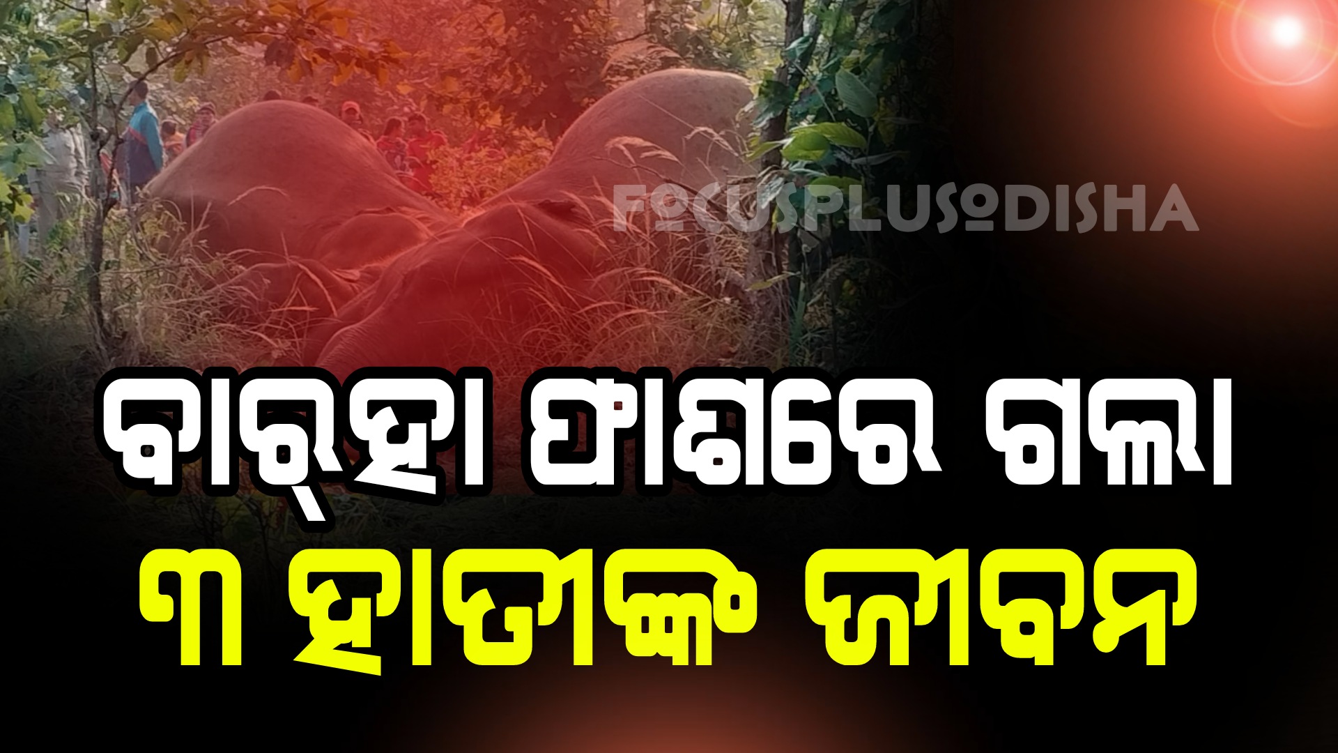 ବିଦ୍ୟୁତ ଆଘାତରେ ହାତୀଙ୍କର ମୃତ୍ୟୁ ହୋଇଥିବା ସନ୍ଦେହ କରାଯାଉଛି।